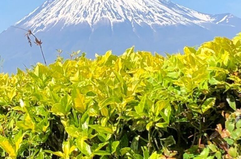 横浜市　鶴見区　配送　引っ越し　安い　おすすめ　赤帽